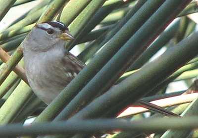 White-crowned Sparrow