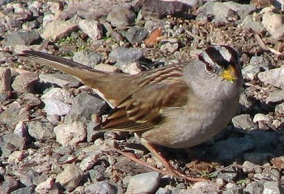 White-crowned Sparrow