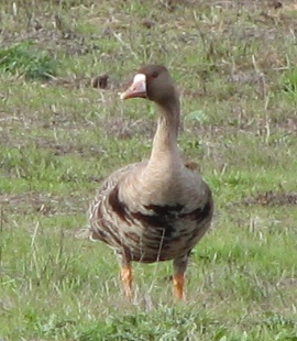 Greater White-fronted Goose