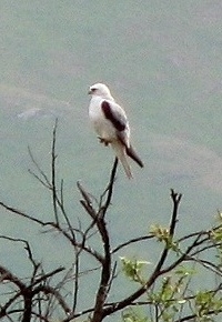 White-tailed Kite