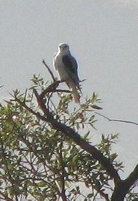 White-tailed Kite