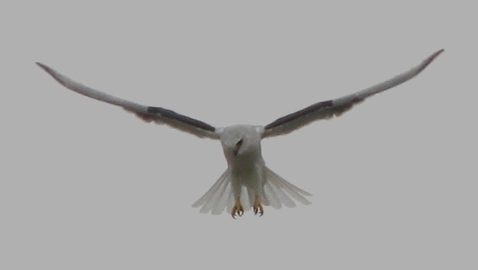 White-tailed Kite