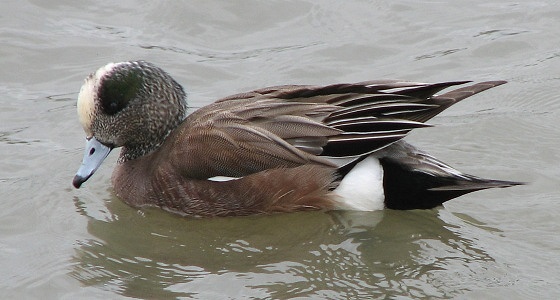 American Wigeon