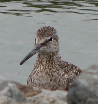 Willet