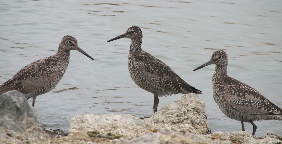 Willet