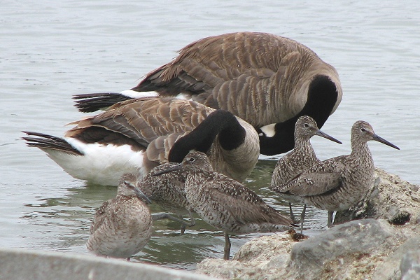 Willet