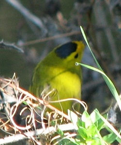 Wilson's Warbler