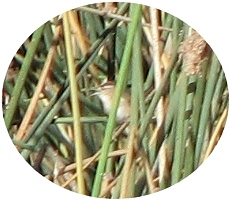 Marsh Wren