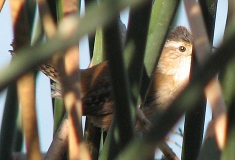 Marsh Wren