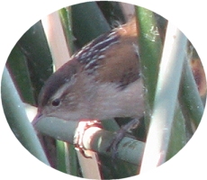 Marsh Wren