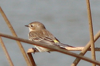 Yellow-rumped Warbler