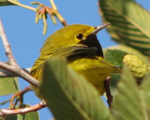 Yellow Warbler