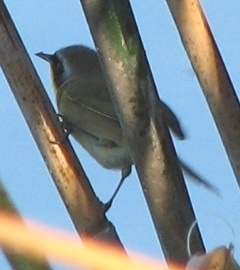 Yellowthroat