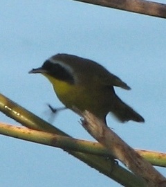 Yellowthroat