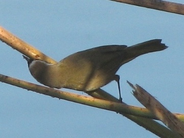 Yellowthroat