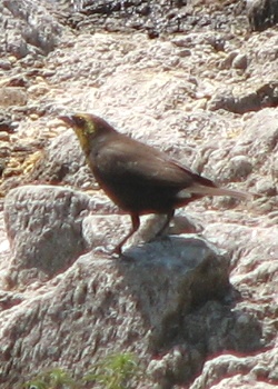 Yellow-headed Blackbird