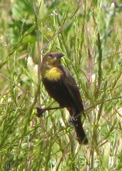 Yellow-headed Blackbird