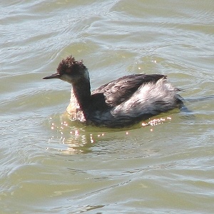 Grebe