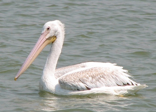 American White Pelican