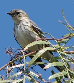 Yellow-rumped Warbler