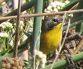 Common Yellowthroat