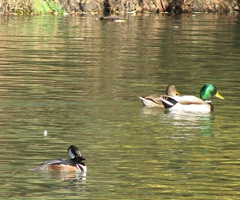 Hooded Merganser