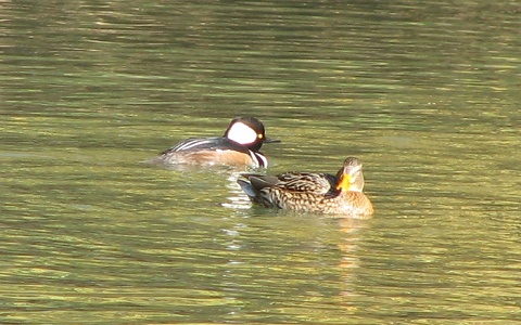 Hooded Merganser