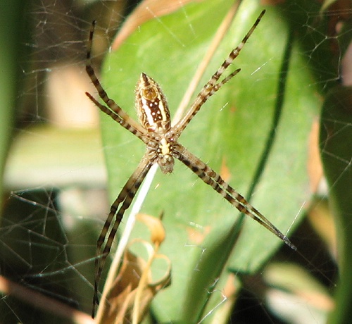 Orb Weaver