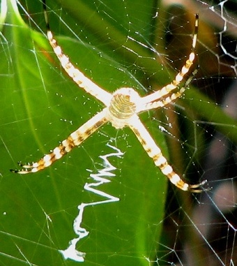 Orb Weaver