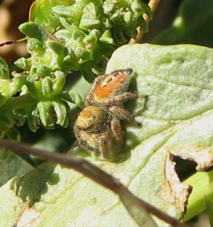 Jumping Spider