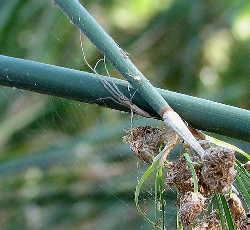 Long Jawed Orb Weaver