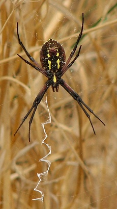 Orb Weaver