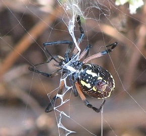 Orb Weaver