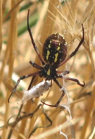 Black & Yellow Argiope Orb Weaver