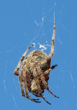 Spider