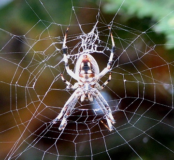 Orb Weaver