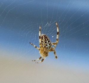 Spider