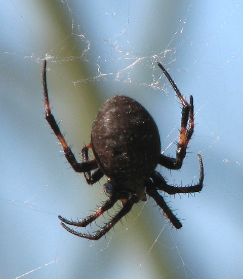 Spider