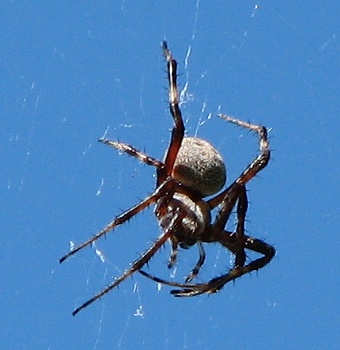 Spider