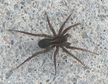 Spider