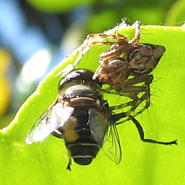 Syrphid Fly