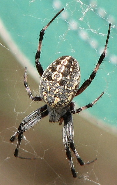 Orb Weaver