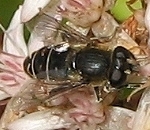 Syrphid Fly