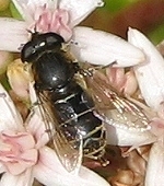 Syrphid Fly