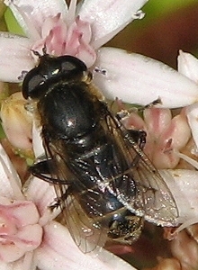 Syrphid Fly