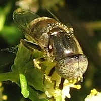 Syrphid Fly