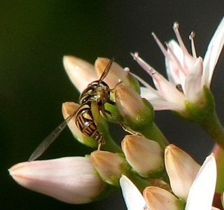 Syrphid Fly