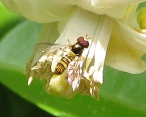 Syrphid Fly