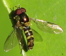 Syrphid Fly