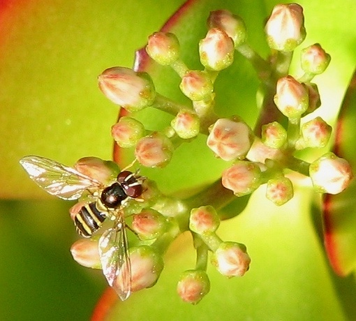 Syrphid Fly